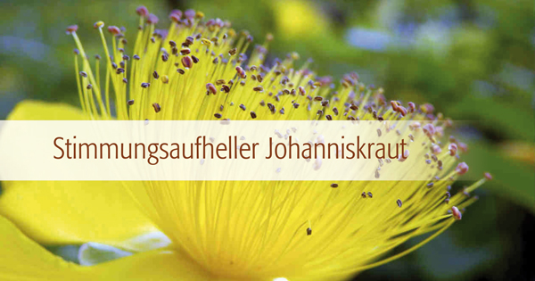 Johanniskraut - jahrtausende altes Heilmittel