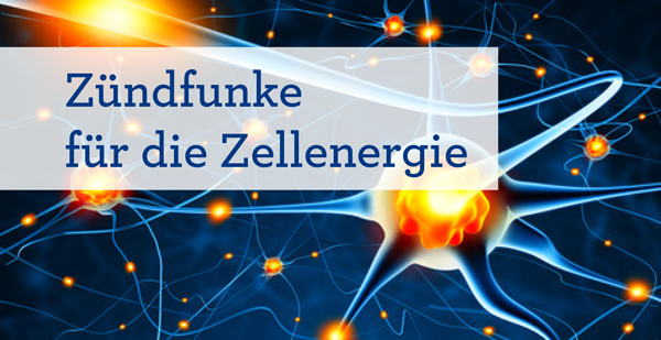 Co-Enzym Q10: Unentbehrlich für den Energiestoffwechsel