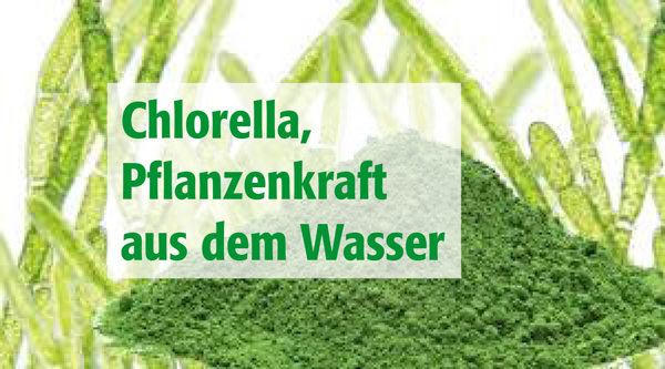 Chlorella, die Alge für mehr Gesundheit