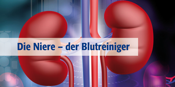 Damit die Nieren nicht versagen