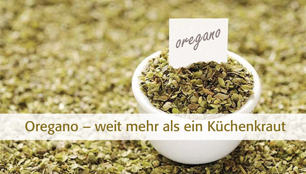 Oregano - weit mehr als ein Küchenkraut