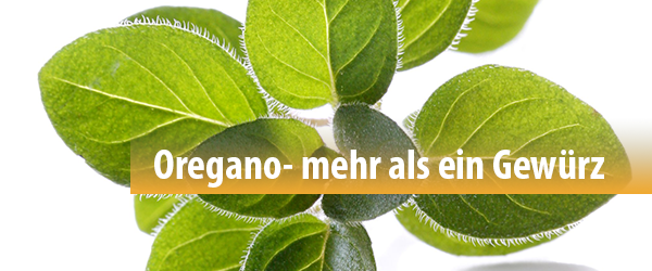 Oregano - weit mehr als ein Gewürz