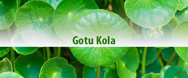Ein vielseitiges Heilkraut aus der ayurvedischen Medizin