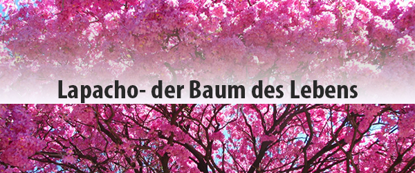 Die vielversprechende Heilwirkung von Pau D’Arco-Lapacho