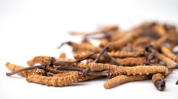 Cordyceps sinensis (Chinesischer Raupenpilz)