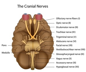New Roots Herbal - Vagus Nerve