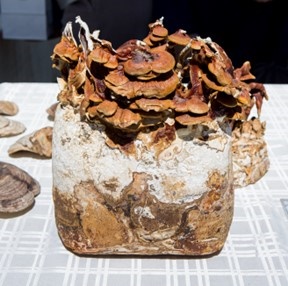 Mushrooms and the Research in CancerID