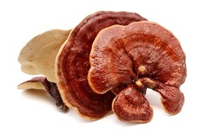 Mushrooms and the Research in CancerID