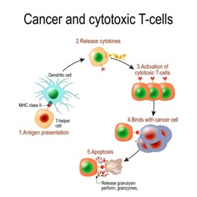 Mushrooms and the Research in CancerID