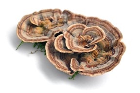 Mushrooms and the Research in CancerID