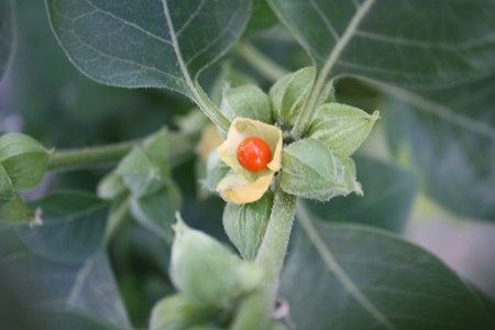 Ashwagandha / Withania somnifera