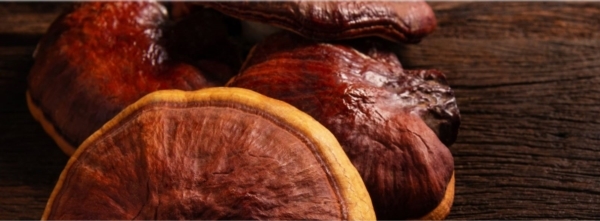 Medicinal Mushrooms: Super Fungi to the Rescue!