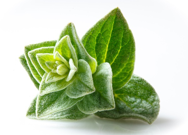 Oil of Oregano