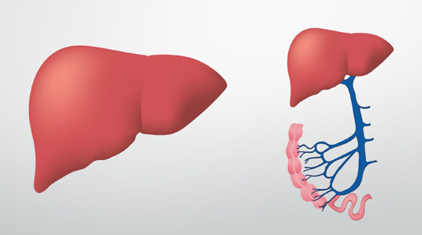 Clinical Talk about Liver Detoxification