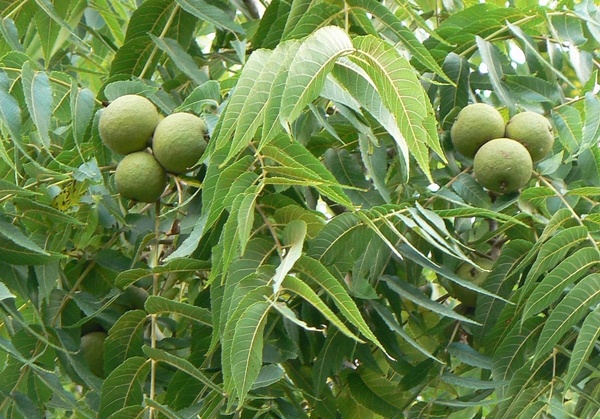 black_walnut