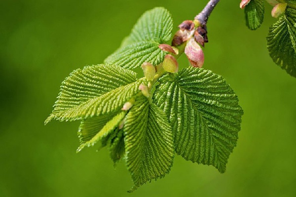 slippery-elm