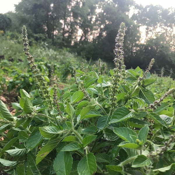 tulsi