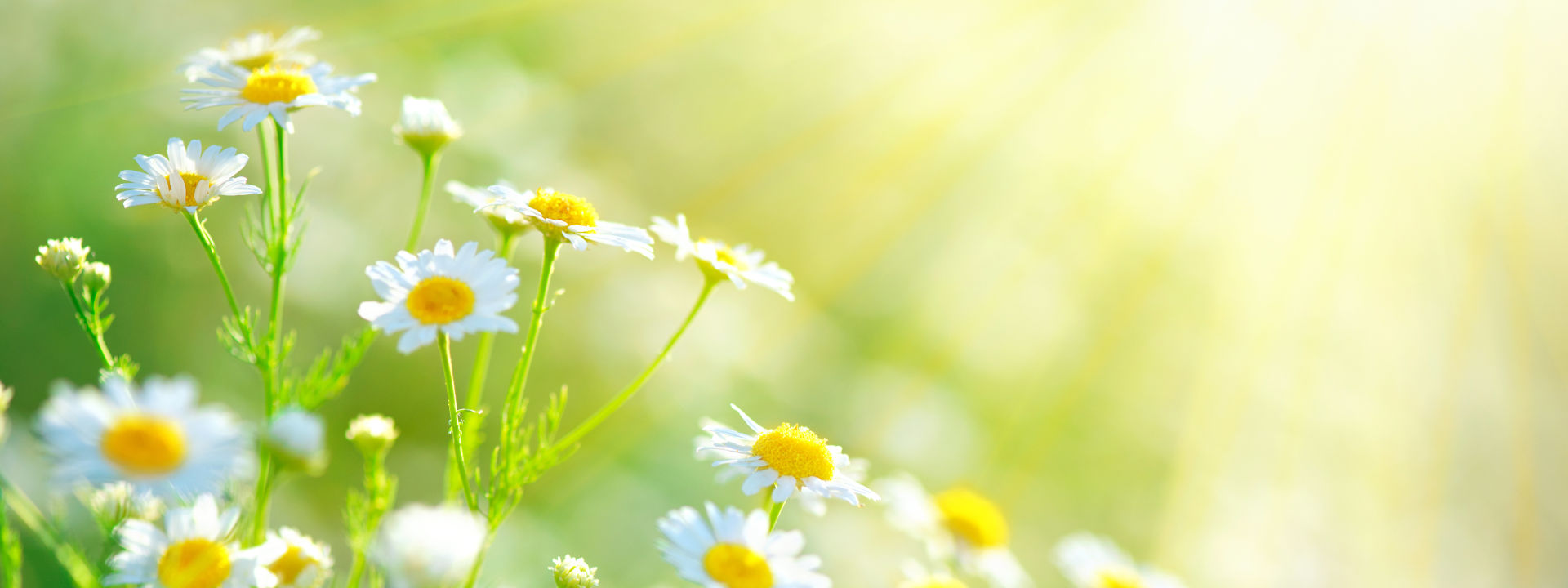 61049656_xl_Chamomile_sunny_field_0